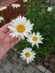 Королиця "Аляска" (Leucanthemum x superbum "Alaska") - 6