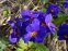 Первоцвіт Томмазіні "Ю енд Мі Блю"(Primula х tommasiniі "You and Me Blue") - 1