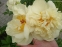 Півонія "Сайдл'с Супер" (Paeonia "Seidl's Super") - 5