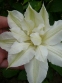 Клематіс "Жанна д'Арк" (Clematis "Jeanne d'Arc") - 5