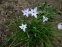 Іфейон одноквітковий "Віслі Блю" (Ipheion uniflorum "Wisley Blue") - 6