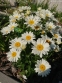 Королиця "Літл Прінцесс" (Leucanthemum x superbum "Little Princess") - 1