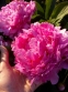 Півонія "Дрезден Пінк" (Paeonia "Dresden Pink") - 2