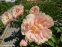 Півонія "Пастелорама" (Paeonia "Pastelorama") - 8