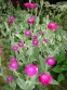 Коронарія шкіряста (Lychnis coronaria) - 1
