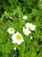 Анемона лісова (Anemone sylvestris) - 4