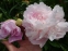 Півонія "Сюзі Ку" (Paeonia "Susie Q") - 4