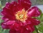 Півонія "Лі" (Paeonia "Lee") - 1