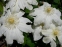 Клематіс "Жанна д'Арк" (Clematis "Jeanne d'Arc") - 4