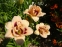 Лілійник "Розуіта"  (Hemerocallis "Roswitha") - 3