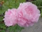 Півонія "Сюзі Ку" (Paeonia "Susie Q") - 3