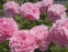 Півонія "Марієтта Сіссон" (Paeonia "Marietta Sisson") - 1