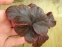 Гейхера "Обсідіан" (Heuchera "Obsidian") - 5