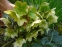 Чемерник нігеркорс "Снов Лав" (Helleborus × nigercors "Snow Love") - 2