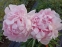 Півонія "Бьюті Франсез" (Paeonia "Beautе Francaise") - 1