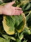 Хоста "Норзен Експоуже" (Hosta "Northern Exposure") - 10