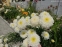Королиця "Фіона Когхілл" (Leucanthemum x superbum "Fiona Coghill") - 2