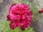 Півонія "Аристократ" (Paeonia "Aristocrat") - 4