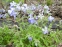 Флокс розчепірений блакитний (Phlox divaricata blue) - 3