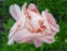 Півонія "Фейсфул Дрім" (Paeonia "Faithful Dream") - 7