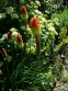 Кніфофія ягідна (Kniphofia uvaria (L.) Hook) - 2