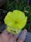 Енотера міссурійська (Oenothera missouriensis) - 8