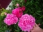 Півонія "Дрезден Пінк" (Paeonia "Dresden Pink") - 7