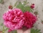 Півонія "Аристократ" (Paeonia "Aristocrat") - 5