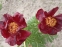 Півонія "Чоклет Солдже" (Paeonia "Chocolate Soldier") - 7