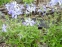 Флокс розчепірений блакитний (Phlox divaricata blue) - 2