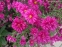 Айстра новобельгійська "Роял Рубі" (Aster novi-belgii "Royal Ruby") - 3