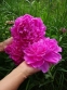 Півонія "Прінцесс Маргарет" (Paeonia "Princess Margaret") - 3