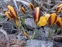 Крокус золотистий "Геральд" (Crocus chrysanthus "Herald") - 1