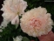 Півонія "Саммер Глоу" (Paeonia "Summer Glow") - 7
