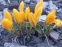 Крокус "Голден Єллоу" (Crocus "Golden Yellow") - 3