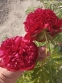 Півонія "Аристократ" (Paeonia "Aristocrat") - 1