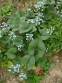Бруннера сибірська (Brunnera sibirica Stev.) - 1