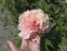 Півонія "Лойс Чойс" (Paeonia "Lois Choiсe") - 3
