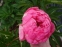 Півонія "Тропікана" (Paeonia "Tropicana") - 5
