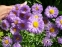 Злинка гарна "Домінатор" (Erigeron speciosus х hybridus "Dominator") - 3