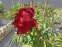 Півонія "Червоний Оксамит" (Paeonia "Chervonyi Oksamyt") - 7
