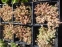 Очиток густолистий "Опелайн" (Sedum dasyphyllum "Opaline") - 2