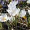 Крокус золотистий "Ард Схенк" (Crocus chrysanthus "Ard Schenk") - 1