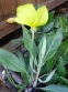 Енотера міссурійська (Oenothera missouriensis) - 3