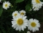 Королиця "Санні Сайд Ап" (Leucanthemum "Sunny Side Up") - 1