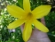 Лілійник "Цітріна" (Нemerocallis "Сitrina") - 2