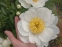 Півонія "Ян ван Левен" (Paeonia "Jan Van Leeuwen") - 6