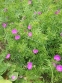 Герань криваво-червона (Geranium sanguineum) - 3