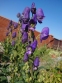 Аконіт Карміхеля (Aconitum carmichaelii) - 1