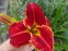 Лілійник "Файа енд Фог" (Hemerocallis "Fire and Fog") - 2